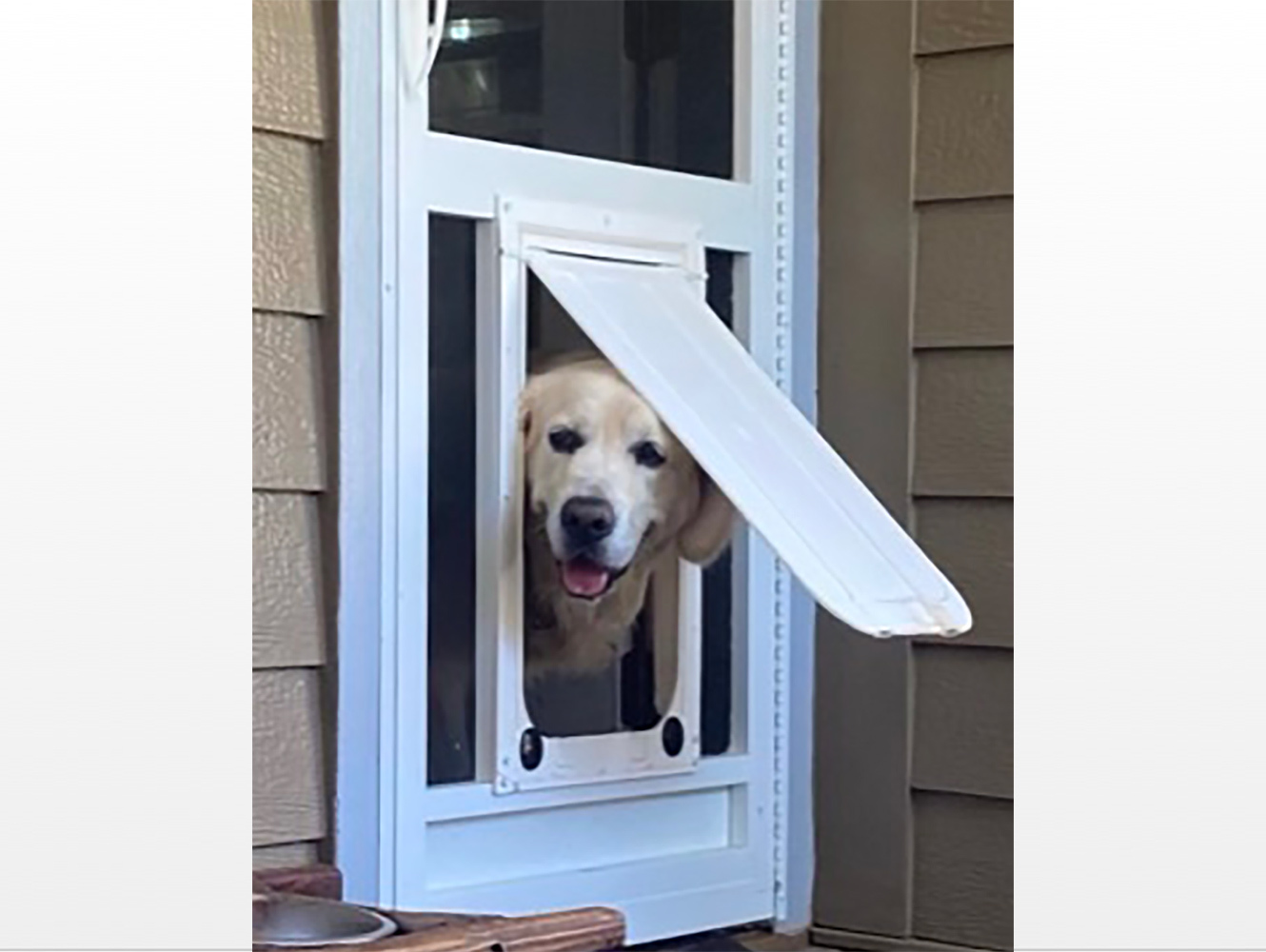 Lg dog outlet door